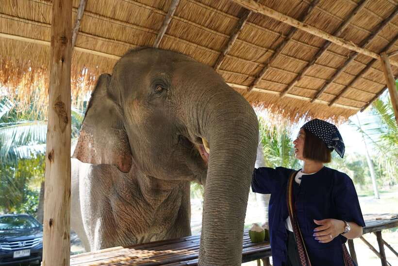 From Bangkok: Living Green Elephant Sanctuary Day Trip - Should You Book This Bangkok Elephant Day Trip?