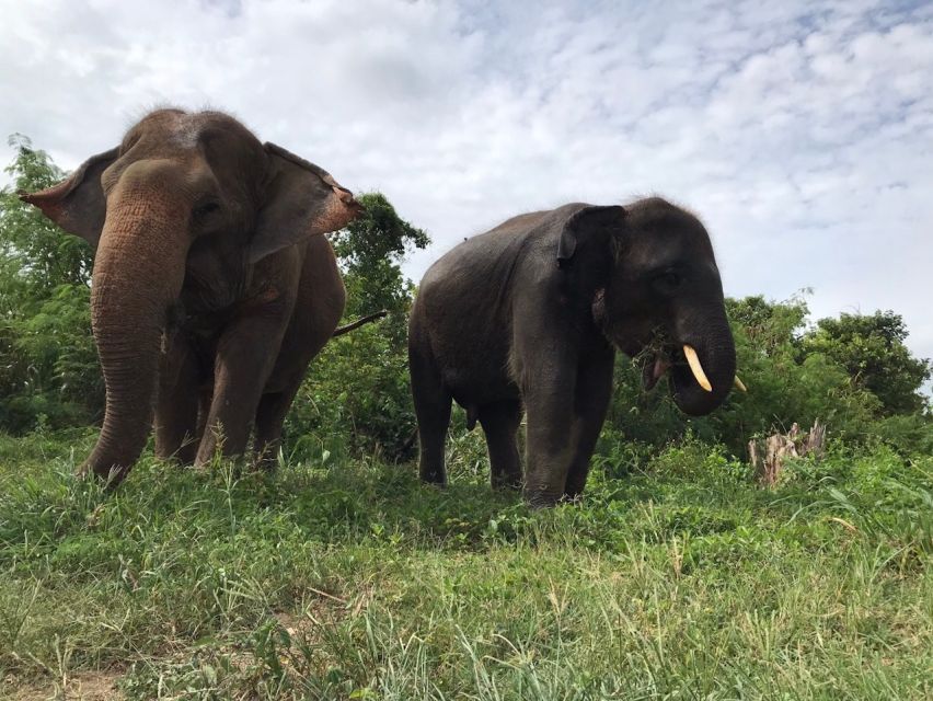 From Bangkok: Pattaya Ethical Elephant Sanctuary Day Trip - Key points to know before you go