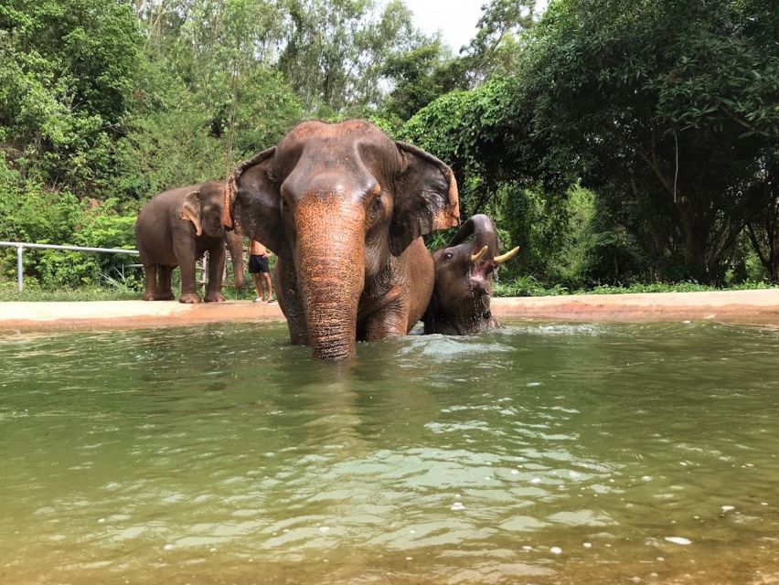 From Bangkok: Pattaya Ethical Elephant Sanctuary Day Trip - Price and value: is $142 worth it for an ethical elephant day?