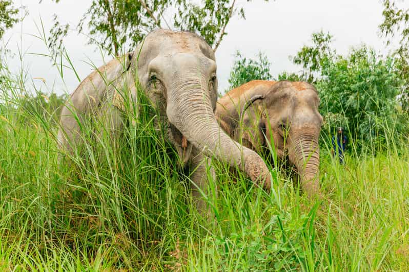 From Bangkok: Pattaya Ethical Elephant Sanctuary Day Trip - Bangkok to Pattaya Elephant Sanctuary: the drive you should plan for