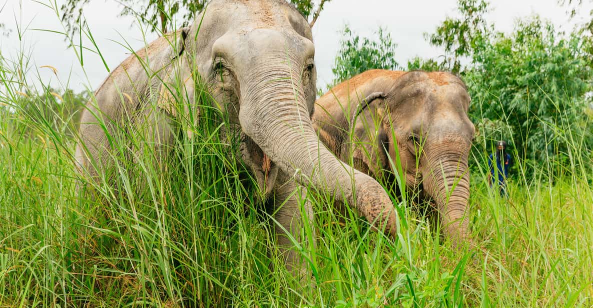 From Bangkok: Pattaya Ethical Elephant Sanctuary Day Trip - Arrival at the sanctuary: what “ethical” means in the schedule