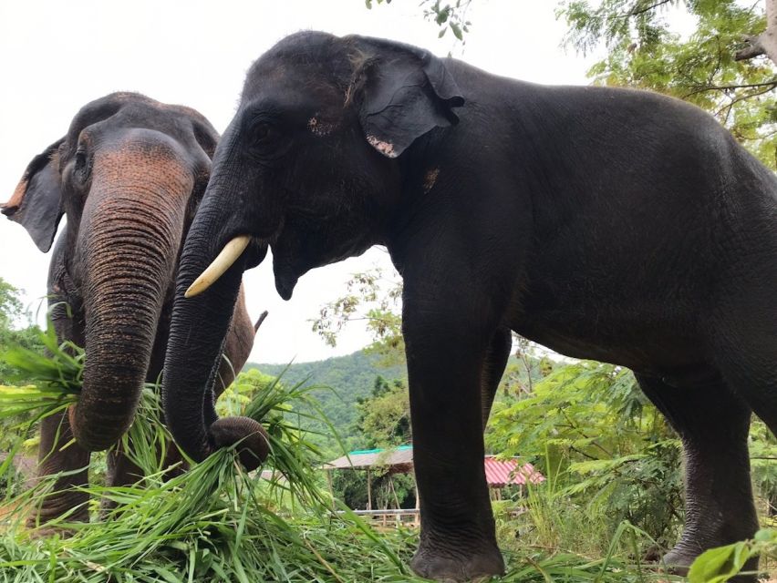 From Bangkok: Pattaya Ethical Elephant Sanctuary Day Trip - Feeding and walking with elephants: the part you’ll remember