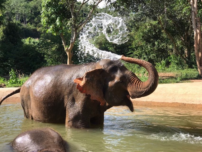 From Bangkok: Pattaya Ethical Elephant Sanctuary Day Trip - The mud spa: yes, it gets messy, and that’s the point