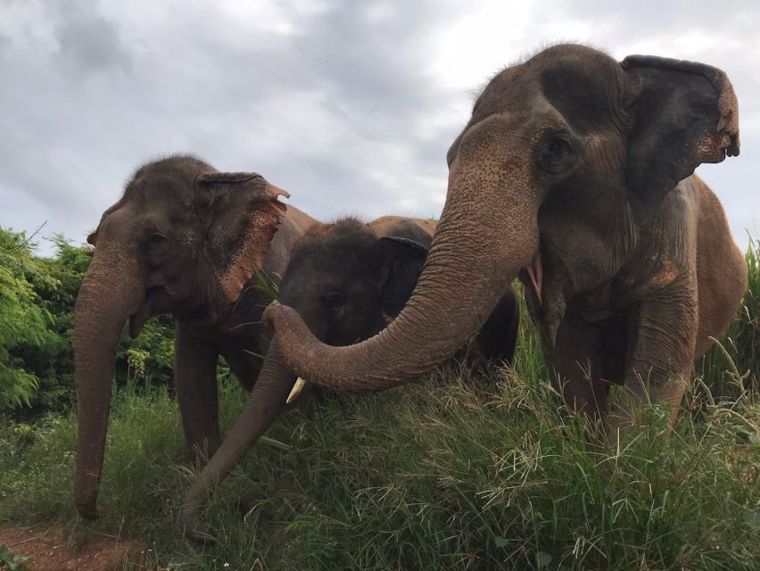 From Bangkok: Pattaya Ethical Elephant Sanctuary Day Trip - Thai lunch and fruit break: fuel after the elephant work