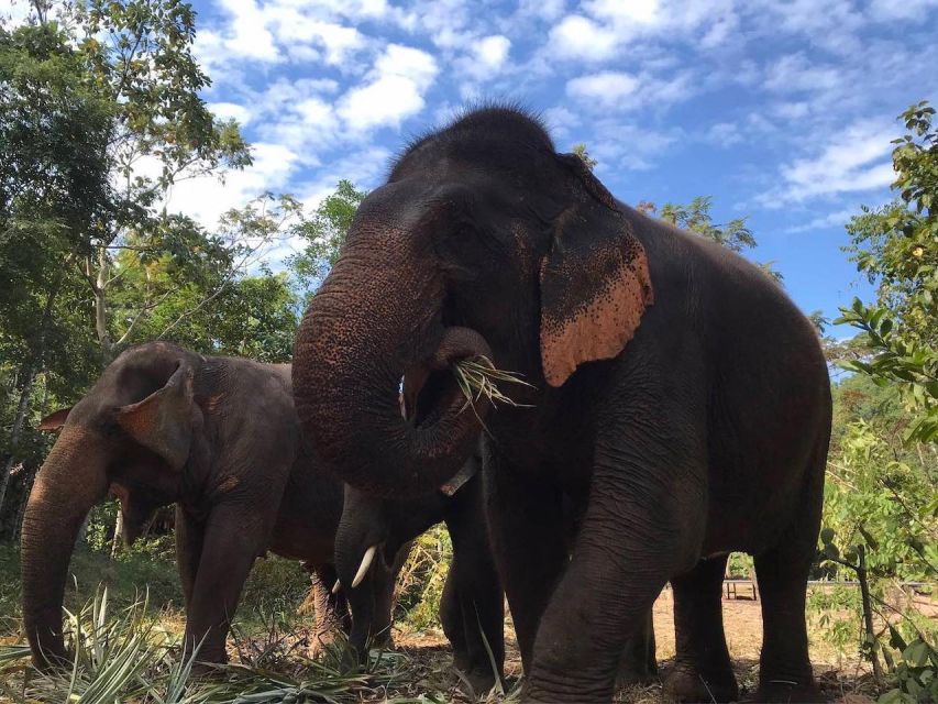From Bangkok: Pattaya Ethical Elephant Sanctuary Day Trip - Timing, group size, and how the day flows