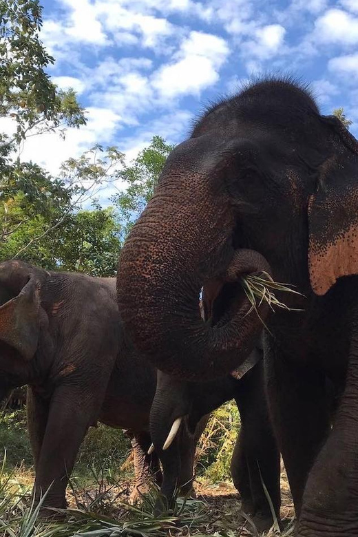 From Bangkok: Pattaya Ethical Elephant Sanctuary Day Trip - Morning and afternoon sessions: when you return to Bangkok
