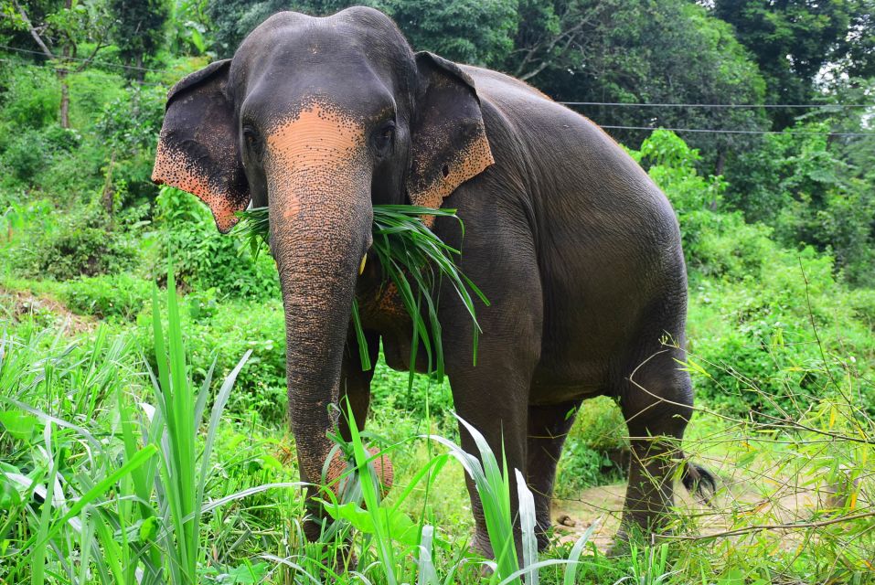 From Chiang Mai: Elephant Care Program and Nursery Tour - Key Things That Make This Chiang Mai Elephant Day Worth Your Time