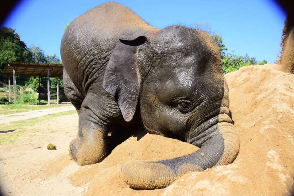 From Chiang Mai: Elephant Care Program and Nursery Tour - How the Elephants Choose: Behavior Lessons That Actually Help
