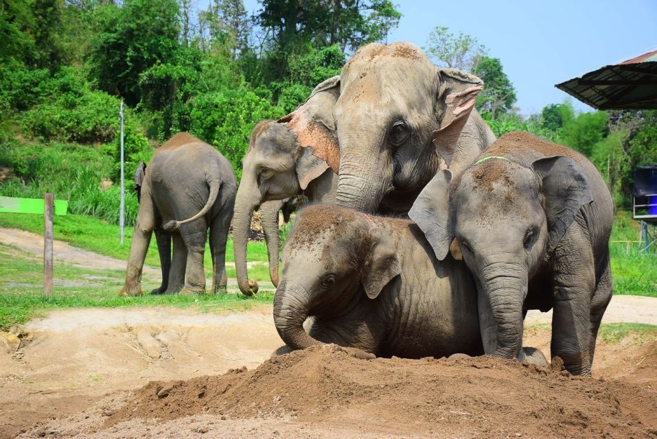 From Chiang Mai: Elephant Care Program and Nursery Tour - Feeding Time: Food Prep, Banana Moments, and Medicine Balls