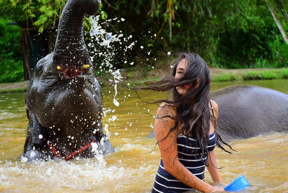 From Chiang Mai: Elephant Care Program and Nursery Tour - Price and Value: Why $53 Can Make Sense Here