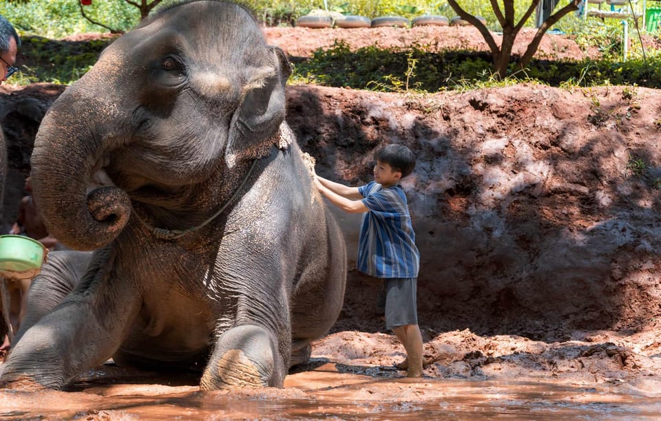 From Chiang Mai: Kerchor Eco Elephant Park Tour - Price and value: what $48 buys you in real experiences