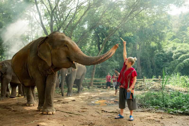 From Chiang Mai: Kerchor Eco Elephant Park Tour - Feeding baby elephants: close contact without the scary vibe