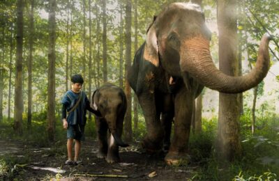 From Chiang Mai: Kerchor Eco Elephant Park Tour - The park talk: learning how you fit into ethical elephant care