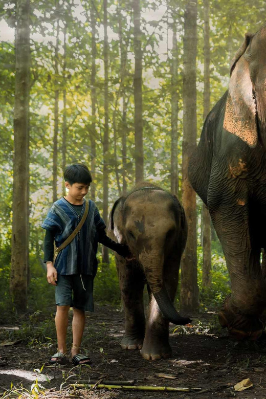 From Chiang Mai: Kerchor Eco Elephant Park Tour - Walking with elephants and watching herd play