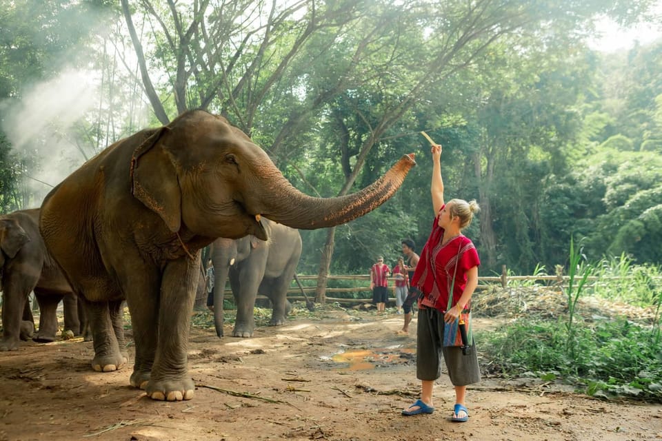 From Chiang Mai: Kerchor Eco Elephant Park Tour - Mud-bath joy: what this part feels like on your skin