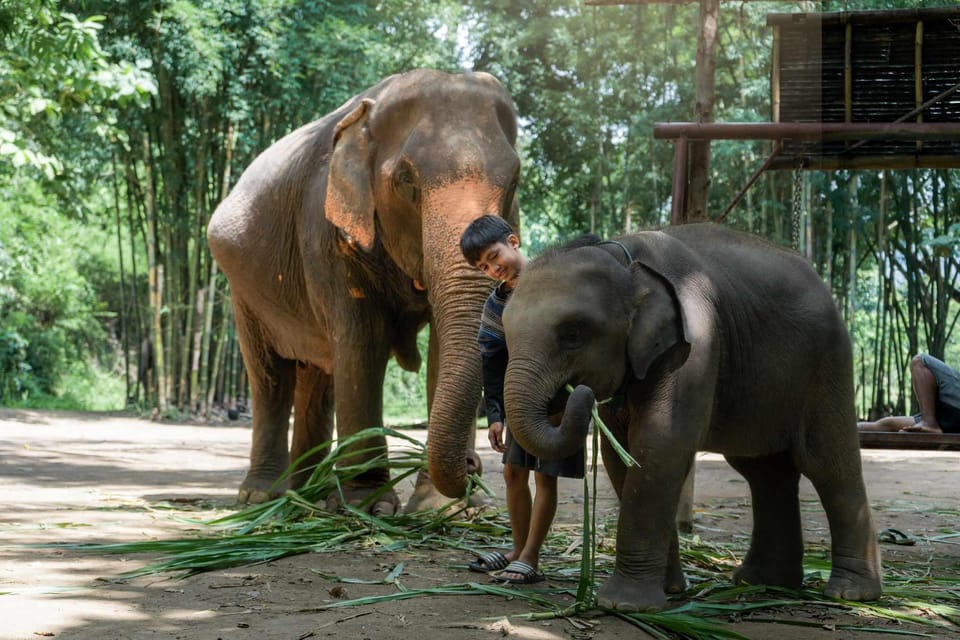 From Chiang Mai: Kerchor Eco Elephant Park Tour - Bathing in the stream: close, practical, and best with the right gear