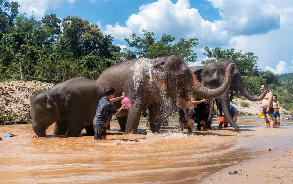 From Chiang Mai: Kerchor Eco Elephant Park Tour - Thai lunch at the park: included, but don’t bank on fine dining