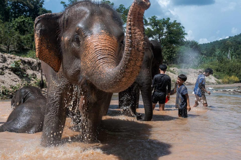 From Chiang Mai: Kerchor Eco Elephant Park Tour - Guides, organization, and the small bumps you should expect