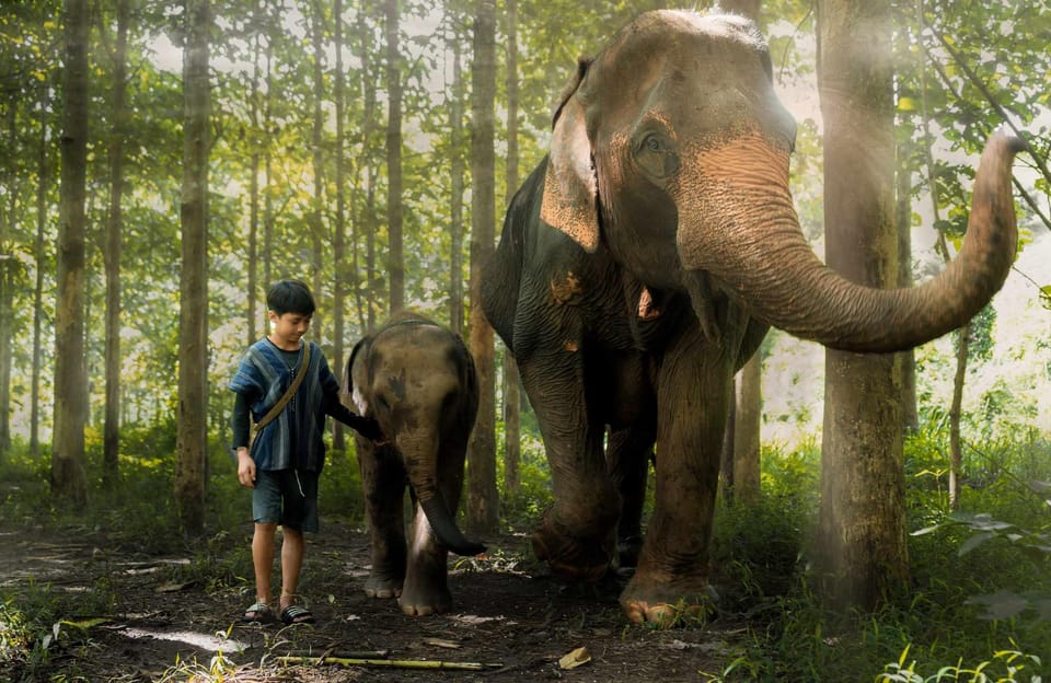 From Chiang Mai: Kerchor Eco Elephant Park Tour - The park talk: learning how you fit into ethical elephant care