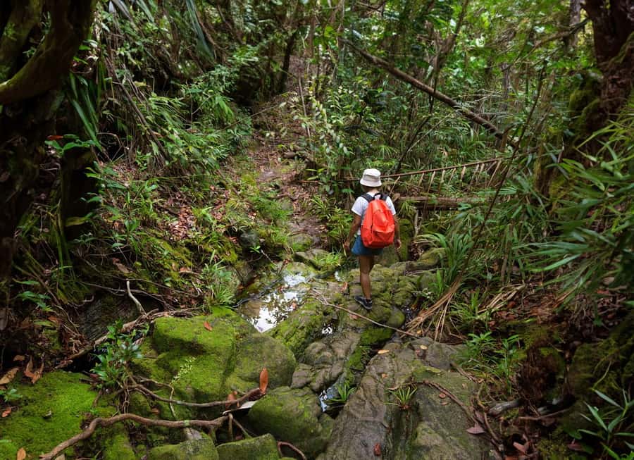 From Khao Lak: Khao Sok Jungle Hike & River Tour - Quick highlights that actually matter