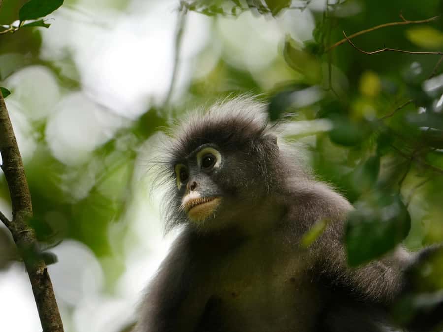 From Khao Lak: Khao Sok Jungle Hike & River Tour - Jungle Walk Through Khao Sok: distance, difficulty, and what to look for