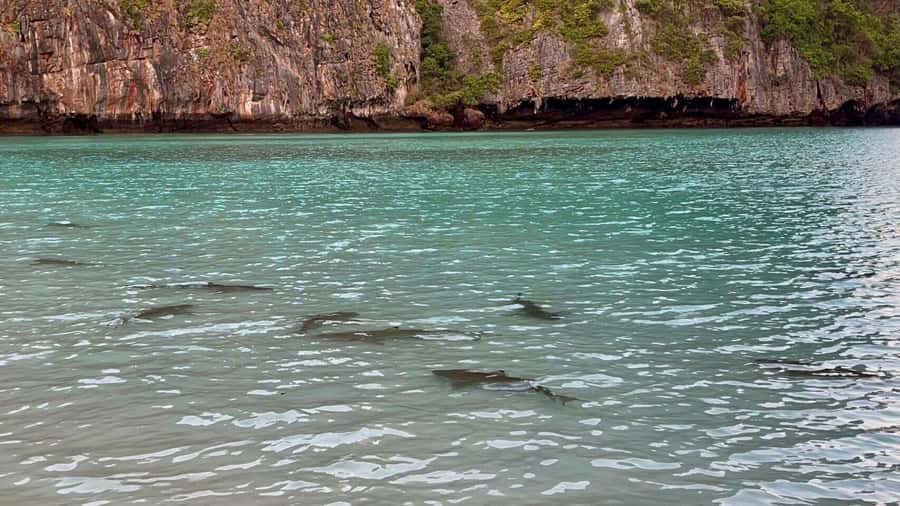 From Krabi: Phi Phi Early Bird & 4 Islands by Speedboat - Viking Cave and Monkey Bay: the quick photo hits
