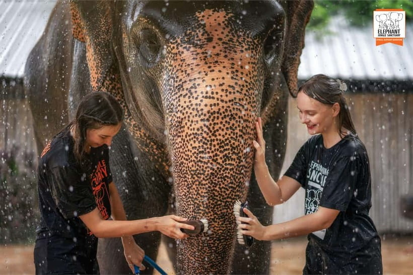 From Phuket: Elephant Jungle Sanctuary Feed and Shower Trip - Elephant Jungle Sanctuary Phuket: What this feed and shower experience is really like