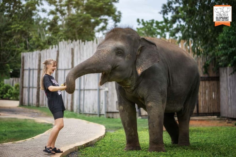 From Phuket: Elephant Jungle Sanctuary Feed and Shower Trip - Feeding time: seasonal fruit, gentle elephant behavior, and why this matters