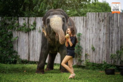 From Phuket: Elephant Jungle Sanctuary Feed and Shower Trip - Getting there: pickup, check-in, and how the timing usually works