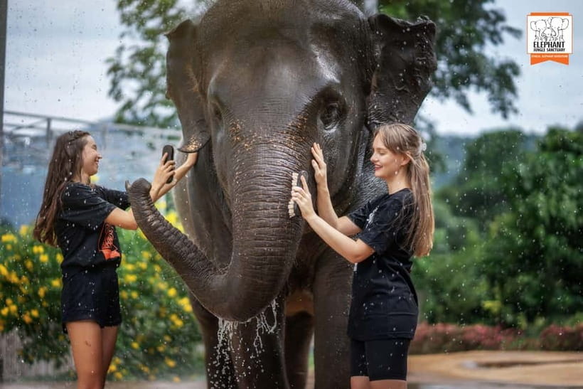 From Phuket: Elephant Jungle Sanctuary Feed and Shower Trip - Who this suits best in Phuket