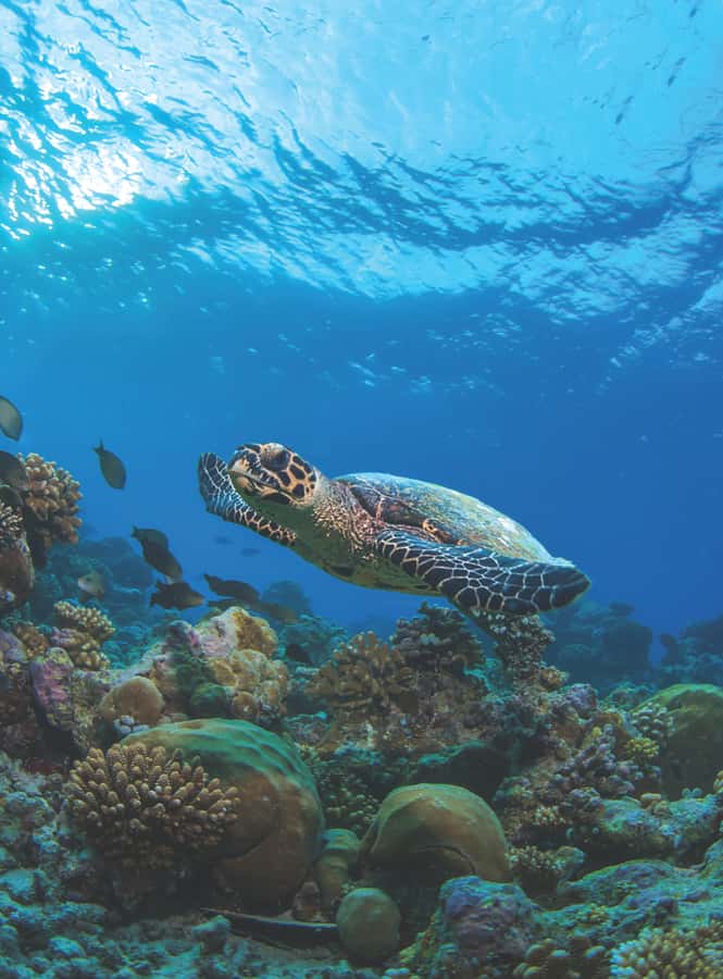 From Phuket or Khaolak : Similan Islands Day Trip - The speedboat ride: thrilling pace, real sun exposure, and sea-sickness prep