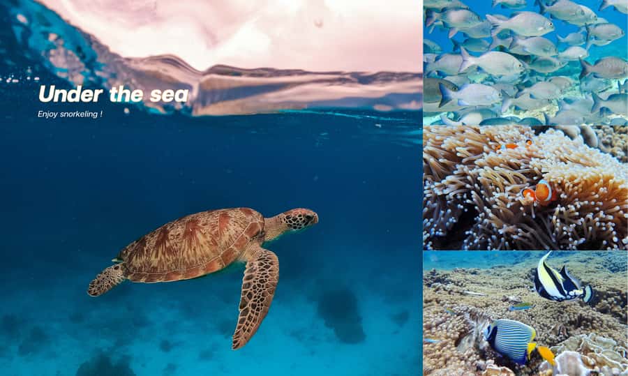From Phuket or Khaolak : Similan Islands Day Trip - Ko Payu (Island No. 7): Nemo vibes, clownfish, and turtle chances
