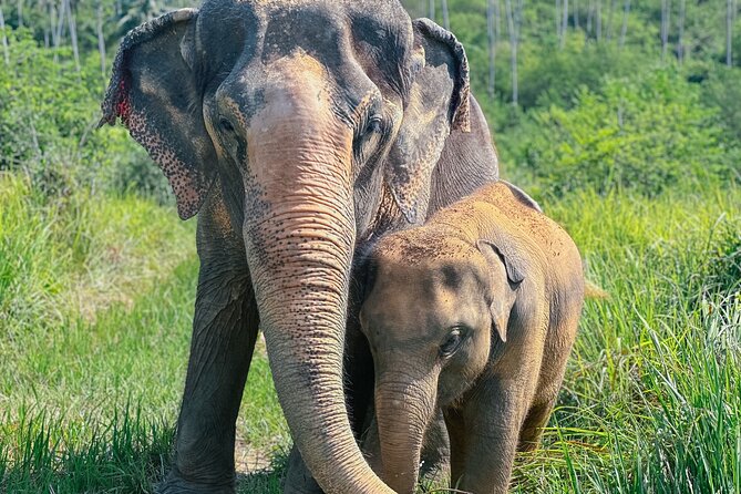 Half Day Elephant Home Sanctuary in Samui - Key Things I’d Mark Before You Go