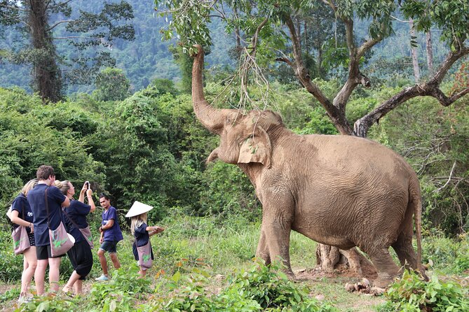 Half Day Elephant Home Sanctuary in Samui - Your Half-Day Elephant Plan in Koh Samui (What Actually Happens)