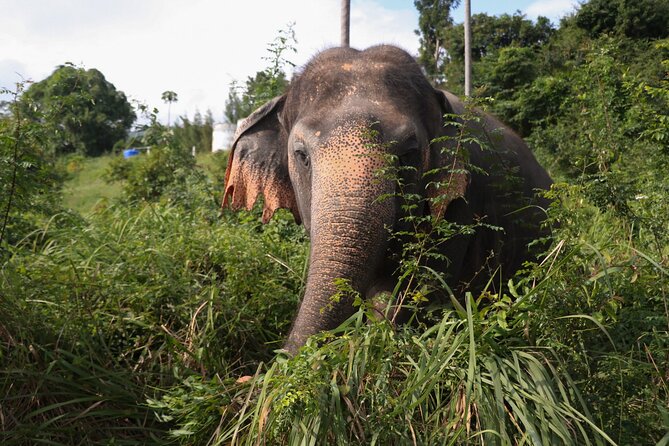 Half Day Elephant Home Sanctuary in Samui - Feeding Time Without the Chaos: Making Vegetarian Food and Helping Gently