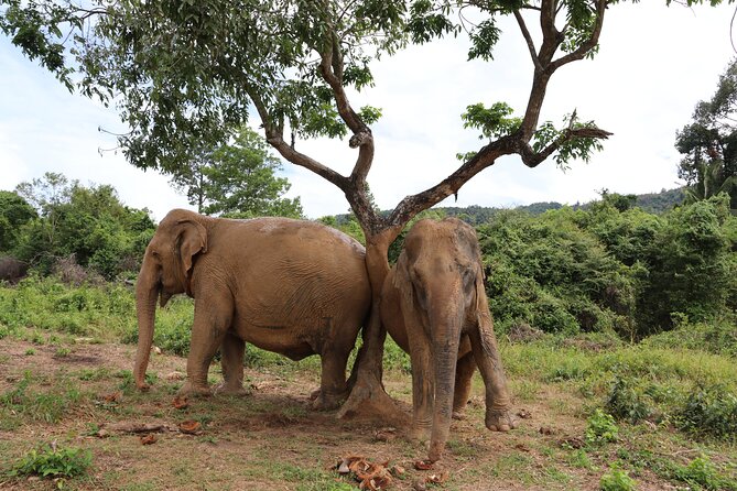 Half Day Elephant Home Sanctuary in Samui - Mud Cooling and Bathing: How Handlers Keep Elephants Comfortable