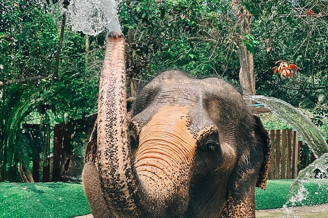 Half Day Elephant Home Sanctuary in Samui - The Included Vegetarian Set Meal: A Real Finish, Not a Throwaway