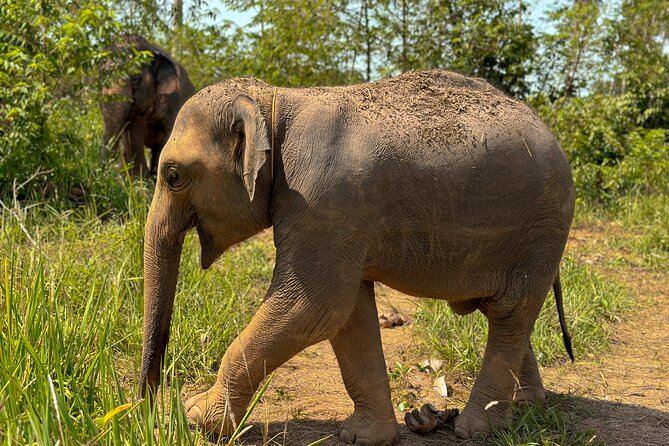 Half Day Elephant Home Sanctuary in Samui - The Surprise Video at the End: Why It’s Worth Waiting For