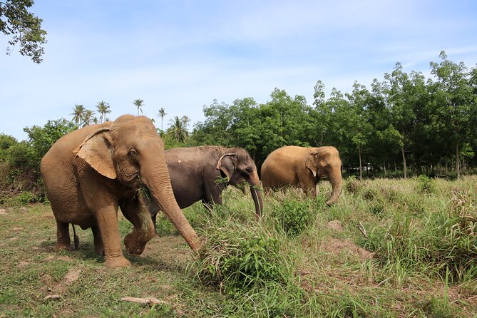 Half Day Elephant Home Sanctuary in Samui - Price and Value: Is $97.83 a Fair Deal?