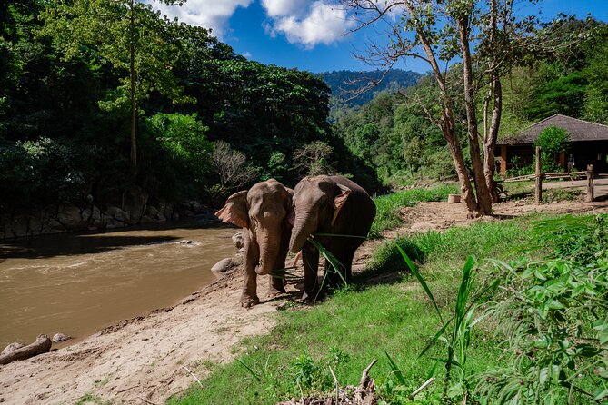 Half Day Visit Smile Elephant Chiang Mai - Quick highlights you can plan around