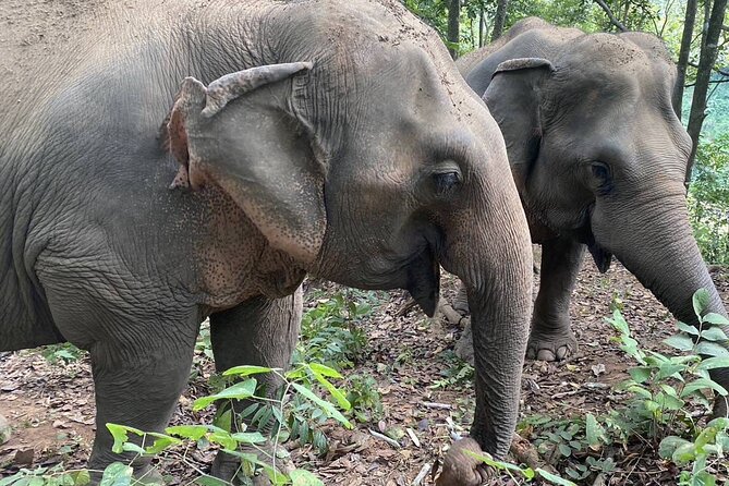 Half Day Visit Smile Elephant Chiang Mai - Smile Elephant Chiang Mai: ethical eco-tourism where elephants live, not perform