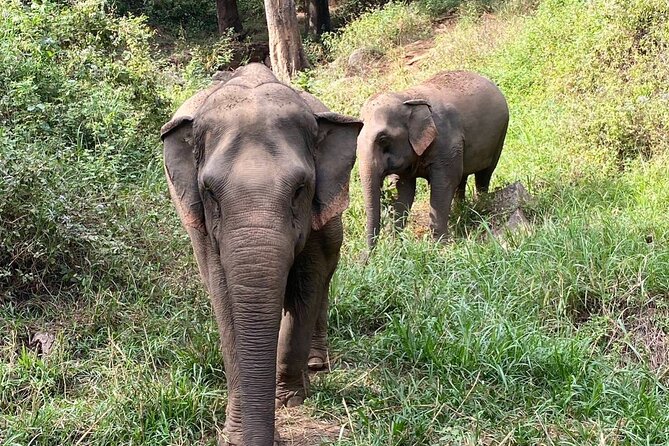 Half Day Visit Smile Elephant Chiang Mai - Herb balls: a small activity with real meaning