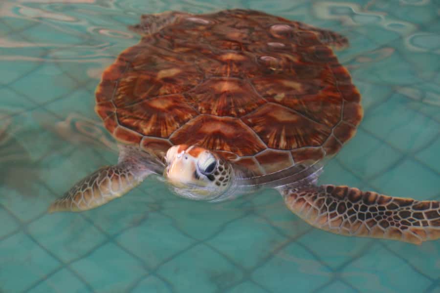 Khao Lak: Rafting, Elephant Bathing & Sea Turtle Center Tour - Key moments that make this tour work