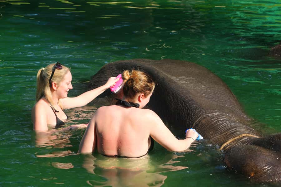 Khao Lak: Rafting, Elephant Bathing & Sea Turtle Center Tour - Who should book this tour (and who should skip it)