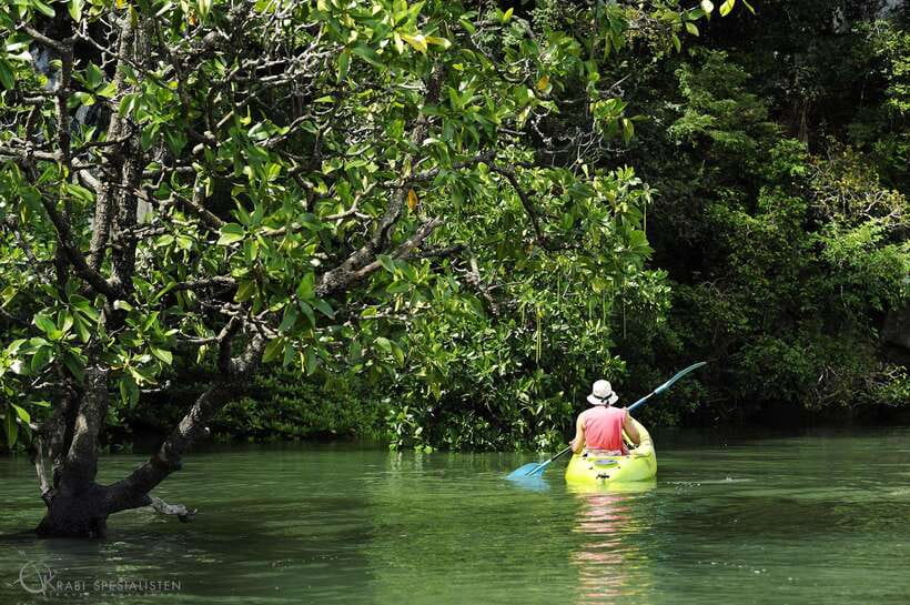 Ko Lanta: Half-Day Mangrove Kayaking Tour with Lunch - Wildlife You Can Actually See: Mudskippers, Crabs, Birds, and More