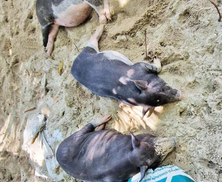 Ko Samui: Pig Island Snorkeling and Koh Tan Speedboat Tour - Should You Book Ko Samui Pig Island and Koh Tan?