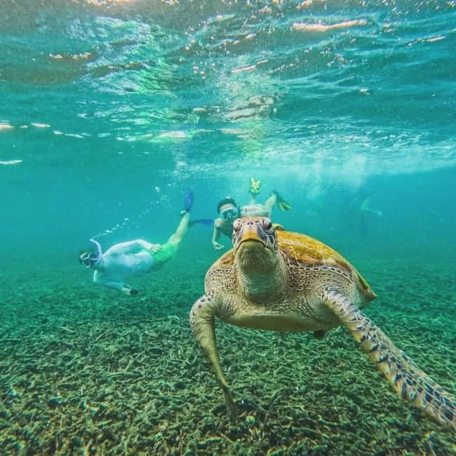 Ko Tao: Tao-Nangyuan Snorkeling Day Trip with Meals & Sunset - Japanese Gardens snorkeling spot: guided help, coral life, and photo service
