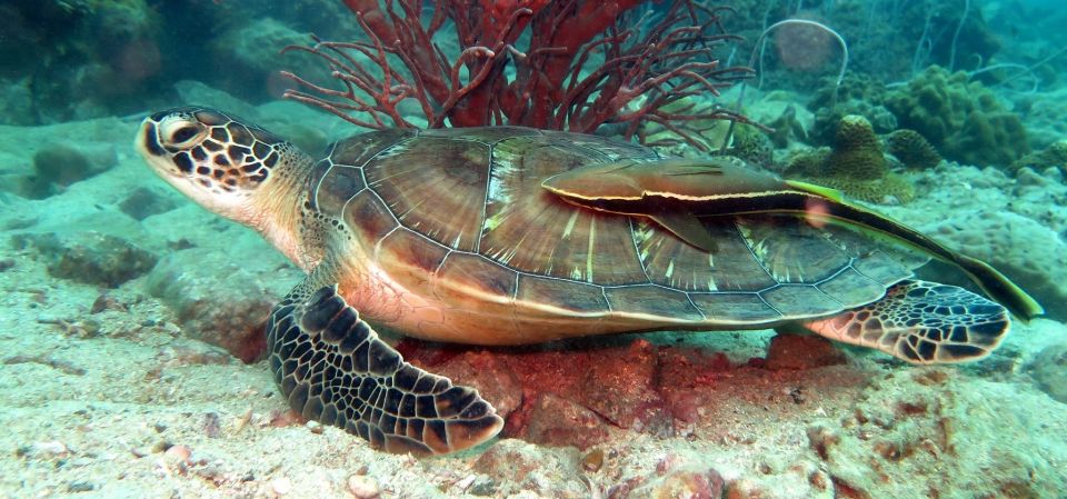 Koh Chang: Snorkeling Trip to Reefs or Wrecks with Lunch - Key reasons this snorkel trip earns high marks