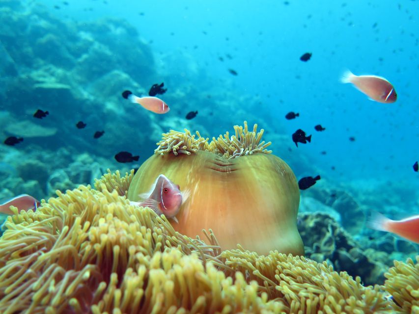 Koh Chang: Snorkeling Trip to Reefs or Wrecks with Lunch - Gear, guide style, and how safety actually feels onboard