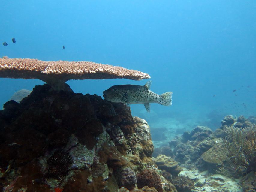Koh Chang: Snorkeling Trip to Reefs or Wrecks with Lunch - Underwater highlights: fish, coral, turtles, and fun extras